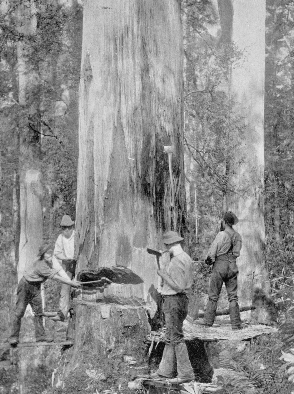 Het vellen van een Blue-Gum boom in Huon Forest, Tasmanië, ca. 1900, uit 