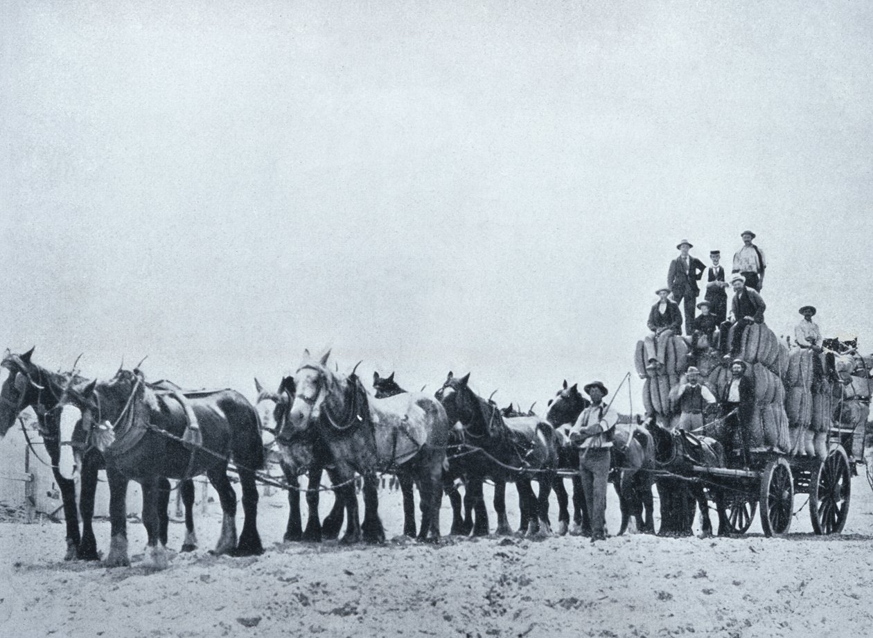 Woltransportteam, West-Australië, c.1900, uit 