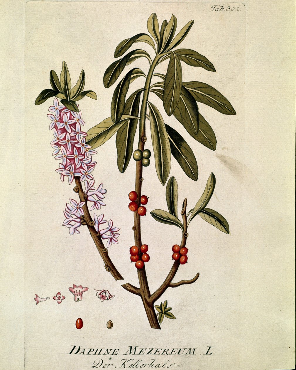 Botanisch: 