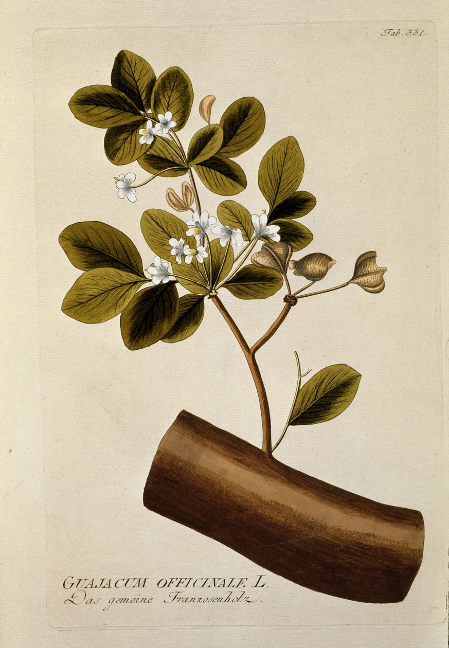Botanisch: 