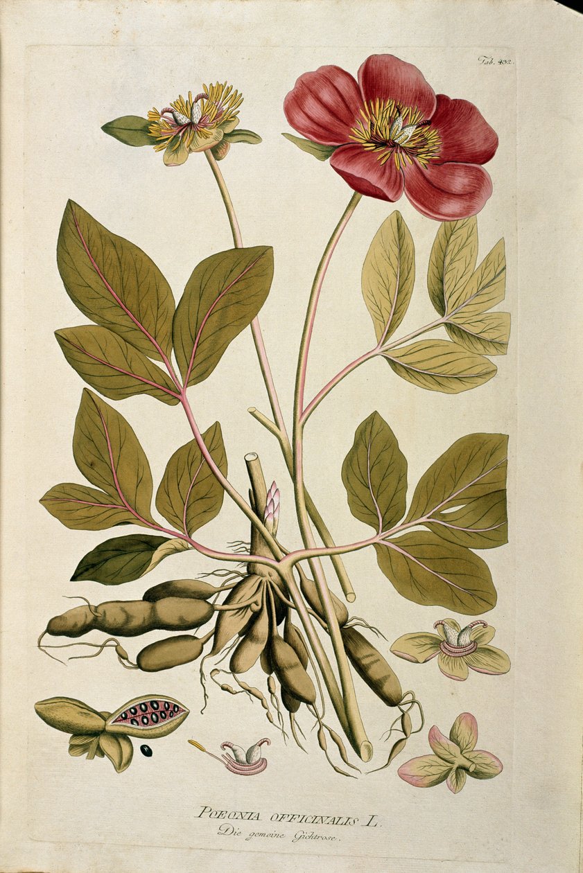 Botanisch: 