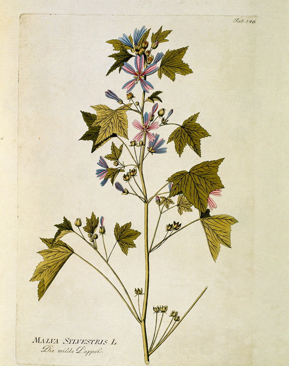 Botanisch: 