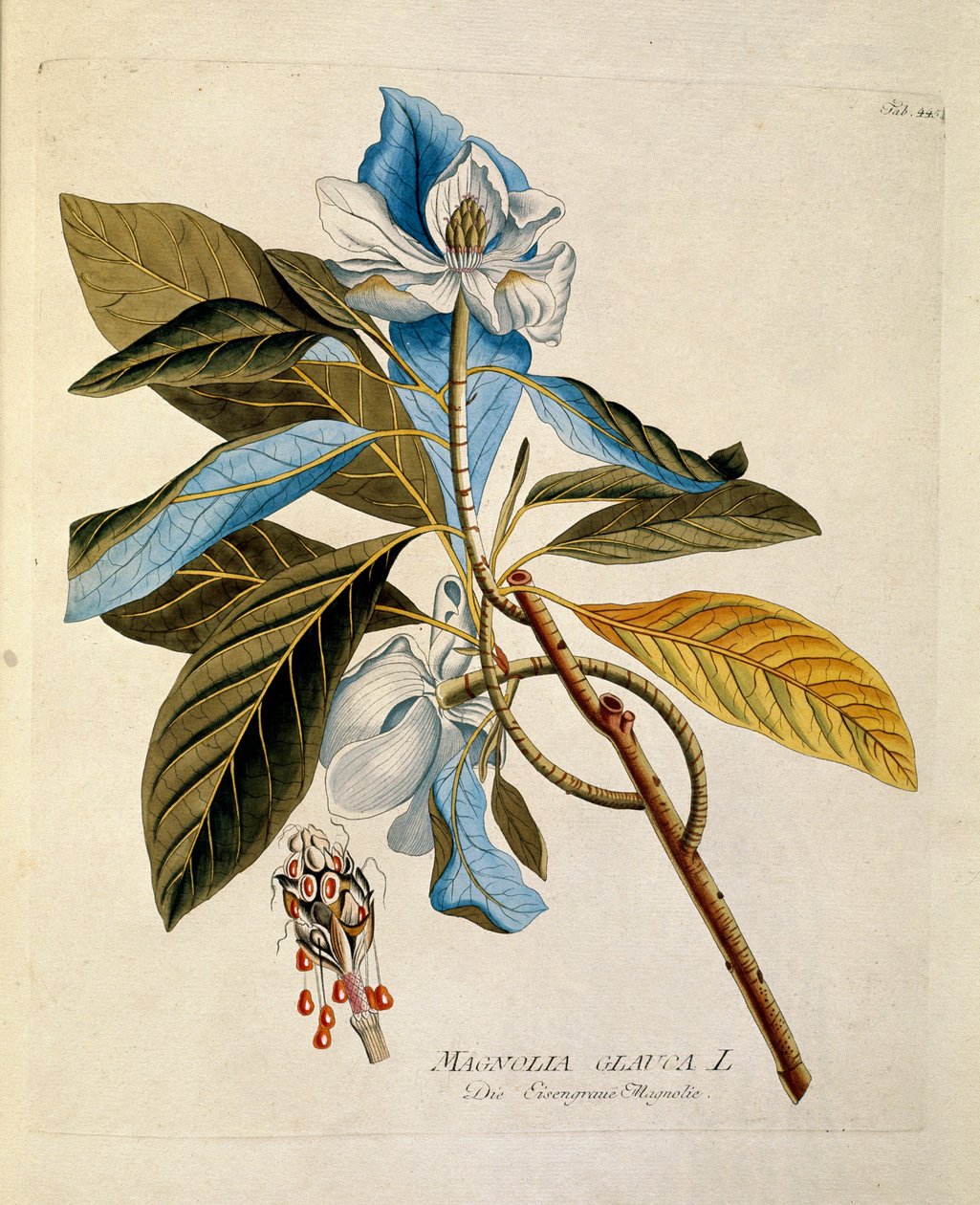 Botanisch: 