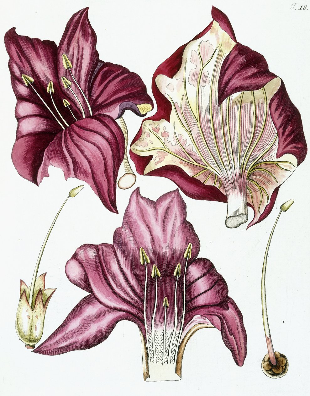 Figuur 18, uit "Collectanea ad Botanicam, Chemiam, et Historiam Naturalem spectantia, cum figuris", 1786-1796 door Austrian School