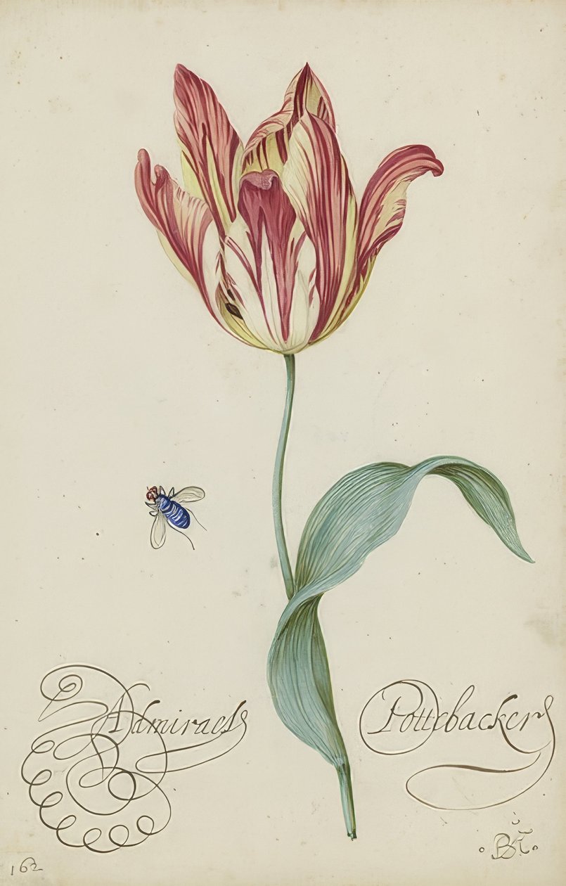 Studie van een tulp en een vlieg door Balthasar van der Ast