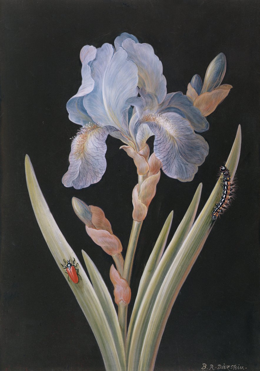 Iris germanica met rups en kever door Barbara Regina Dietzsch