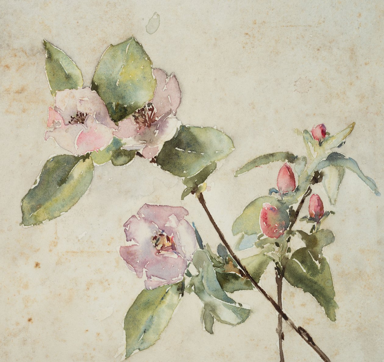 Takken met roze bloemen door Barbara Leigh Smith Bodichon