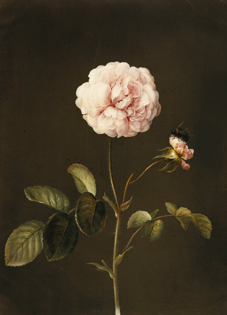 Een Gallica-roos met een hommel door Barbara Regina Dietzsch