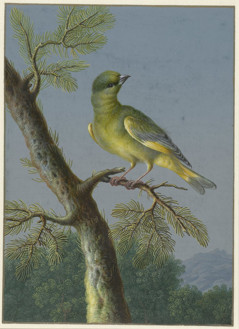 Groenling Vier gouaches van vogels (series title) door Barbara Regina Dietzsch