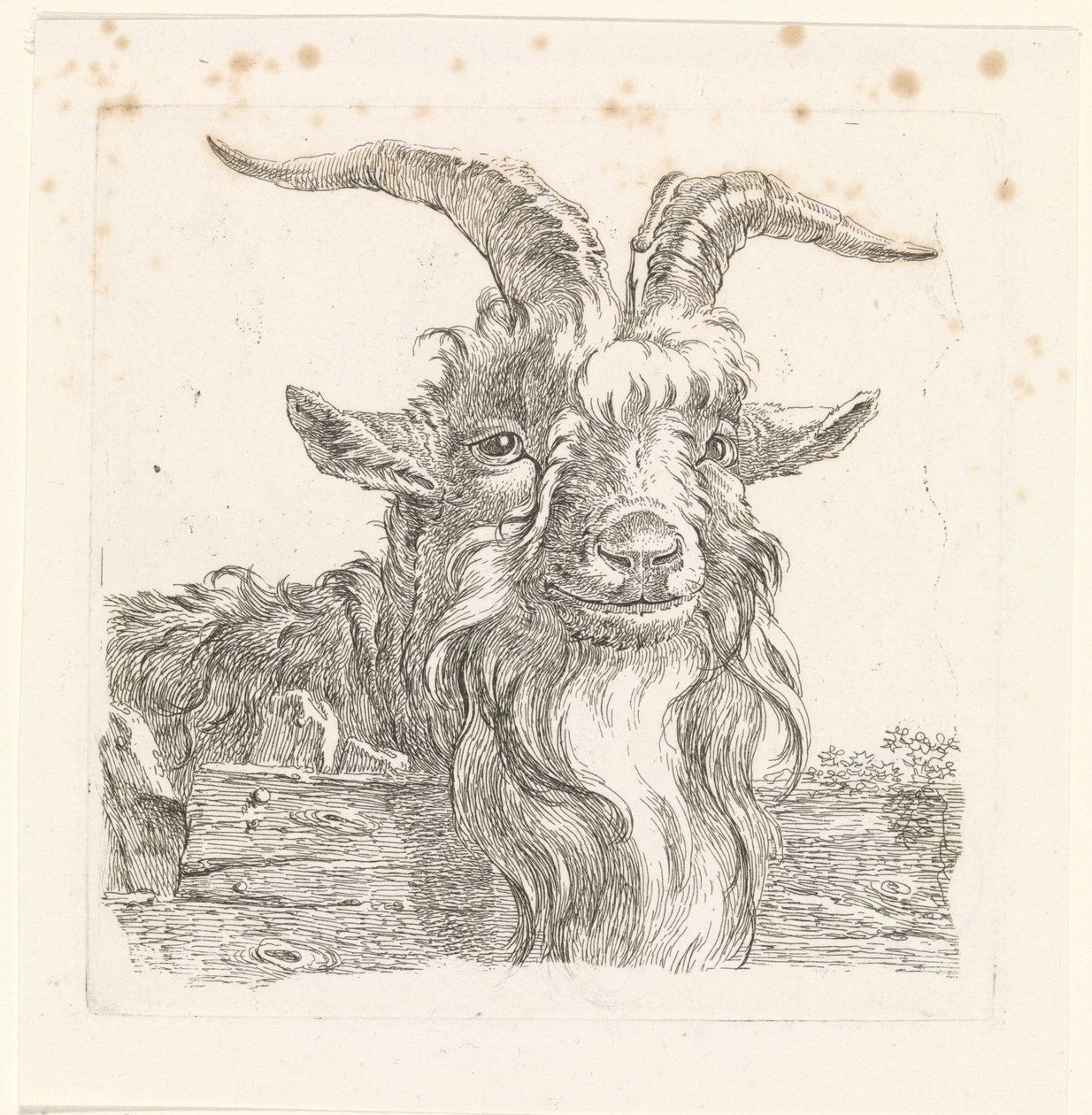 Kop van een bok door Barend Hendrik Thier