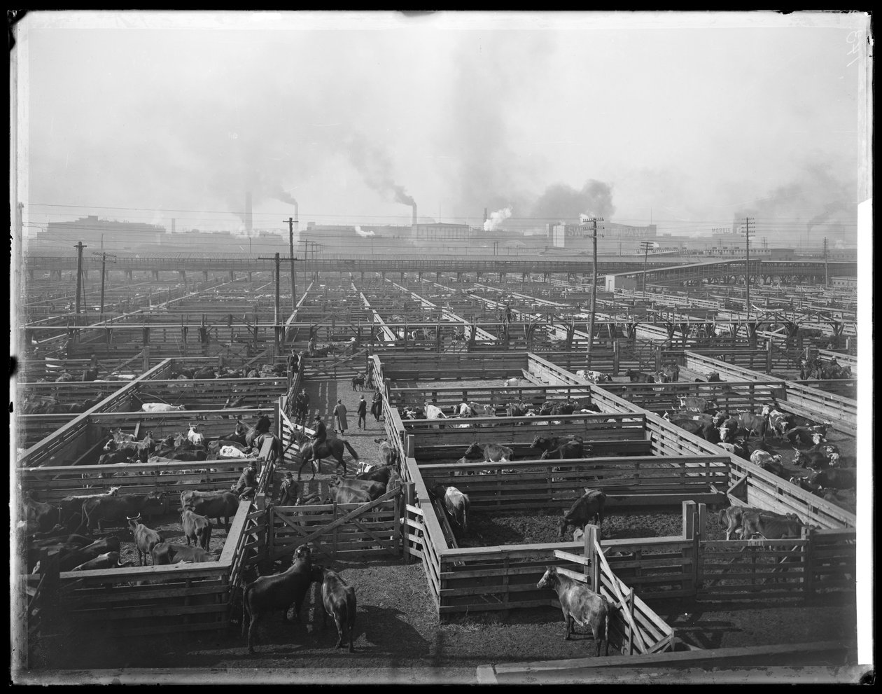 Veekooien bij Union Stock Yards, Chicago, Illinois, VS, ca. 1900 door Barnes and Crosby