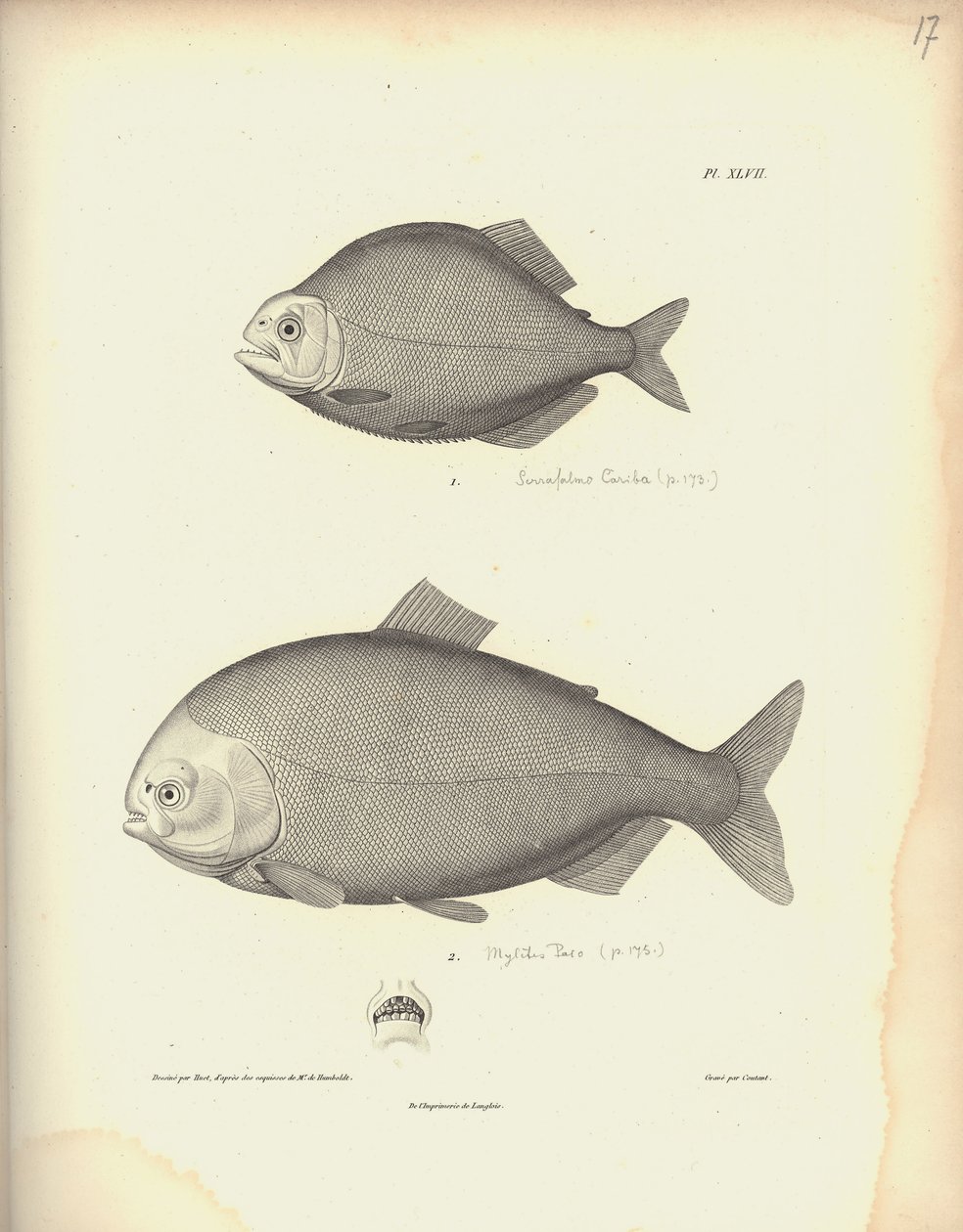 Characidae, Pl. XLVII, staal gegraveerd door Coutant naar een gravure van Nicola Huet, illustratie uit 