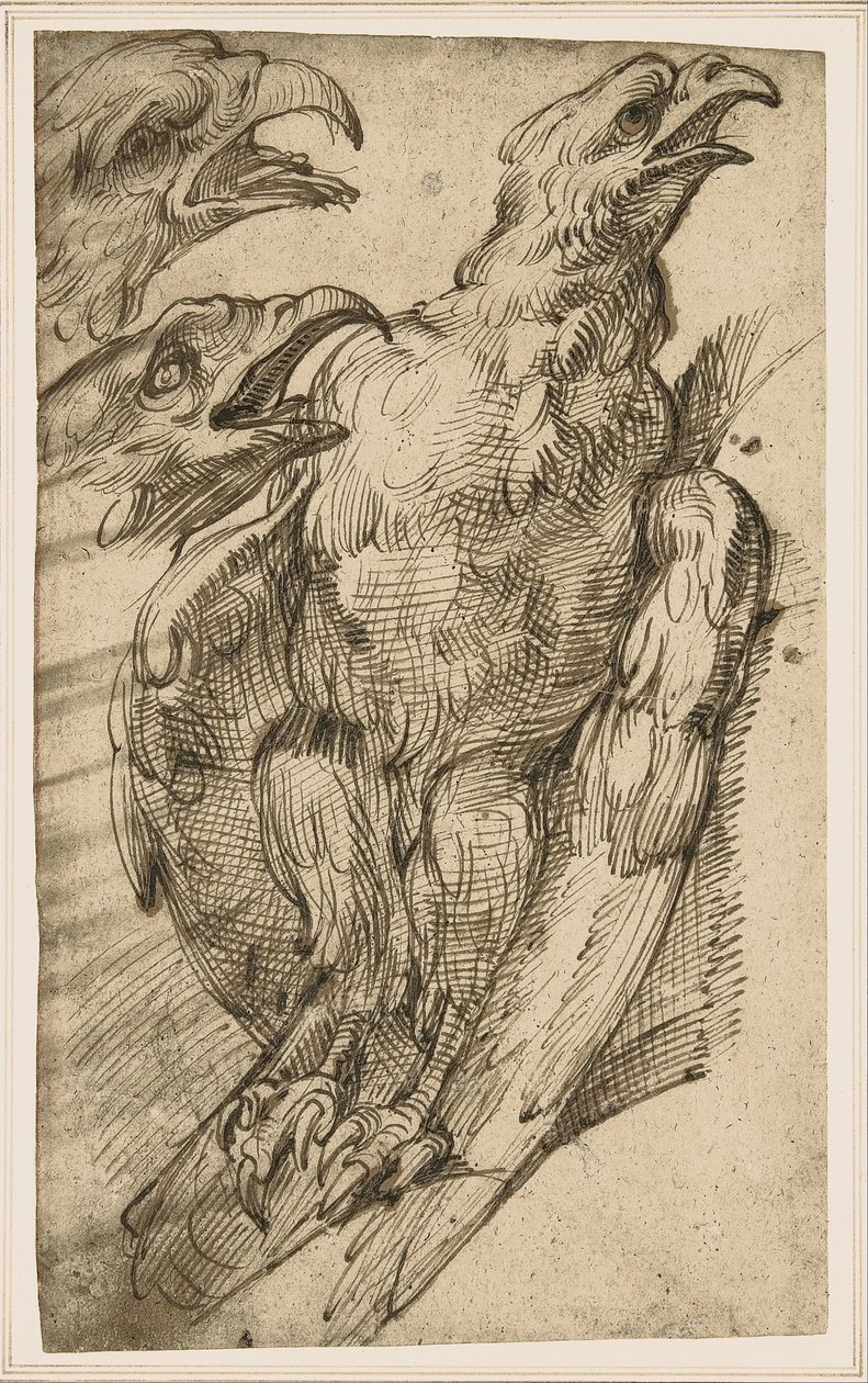Studie van een Adelaar door Bartolomeo Passarotti