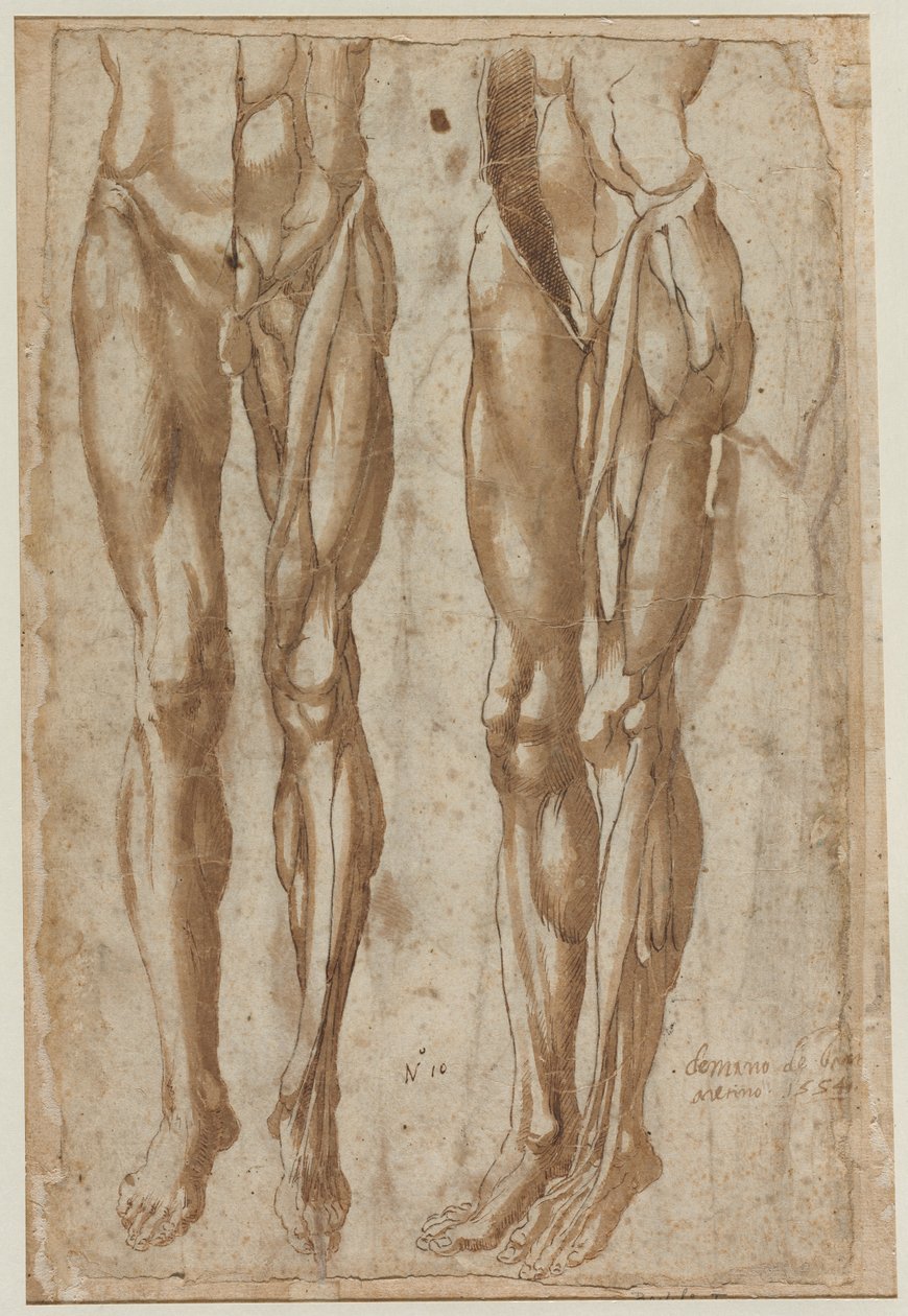 Twee Studies van een Gevild Man recto Studie van een Gevild Torso verso, 1554 door Bartolommeo da Arezzo