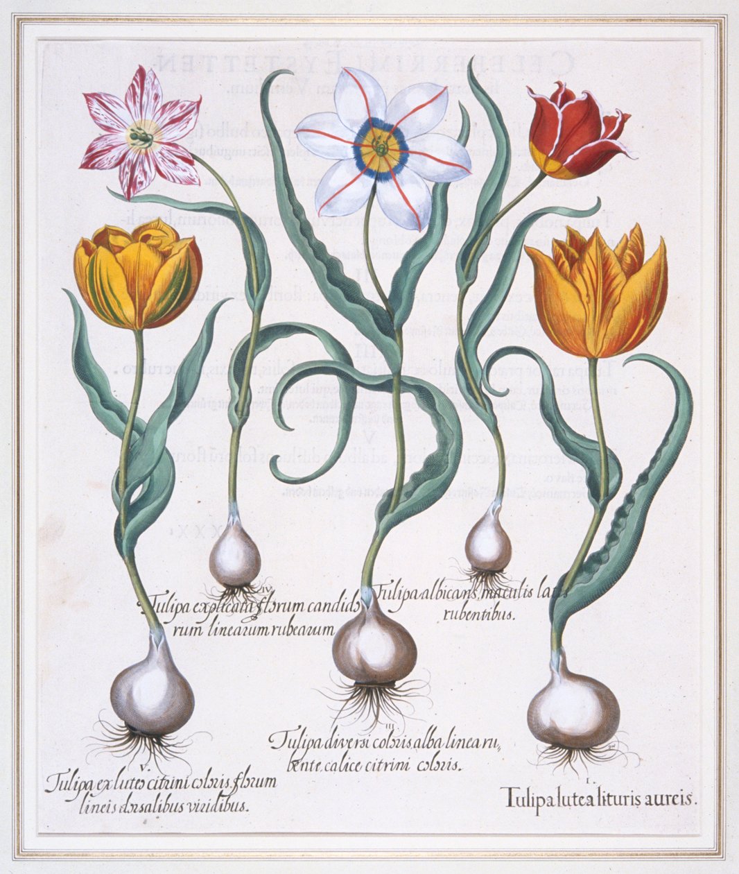Tulipa Lutea Lituris Aureis, Gebroken gele sylvestris-type tulp, 1613 door Basil Besler