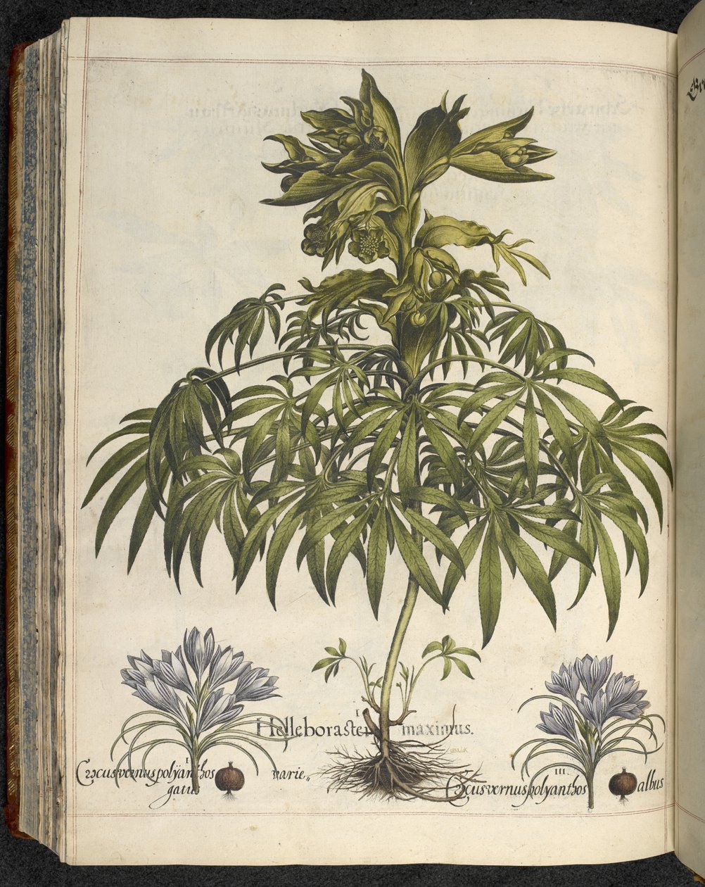Helleborus (illustratie uit 