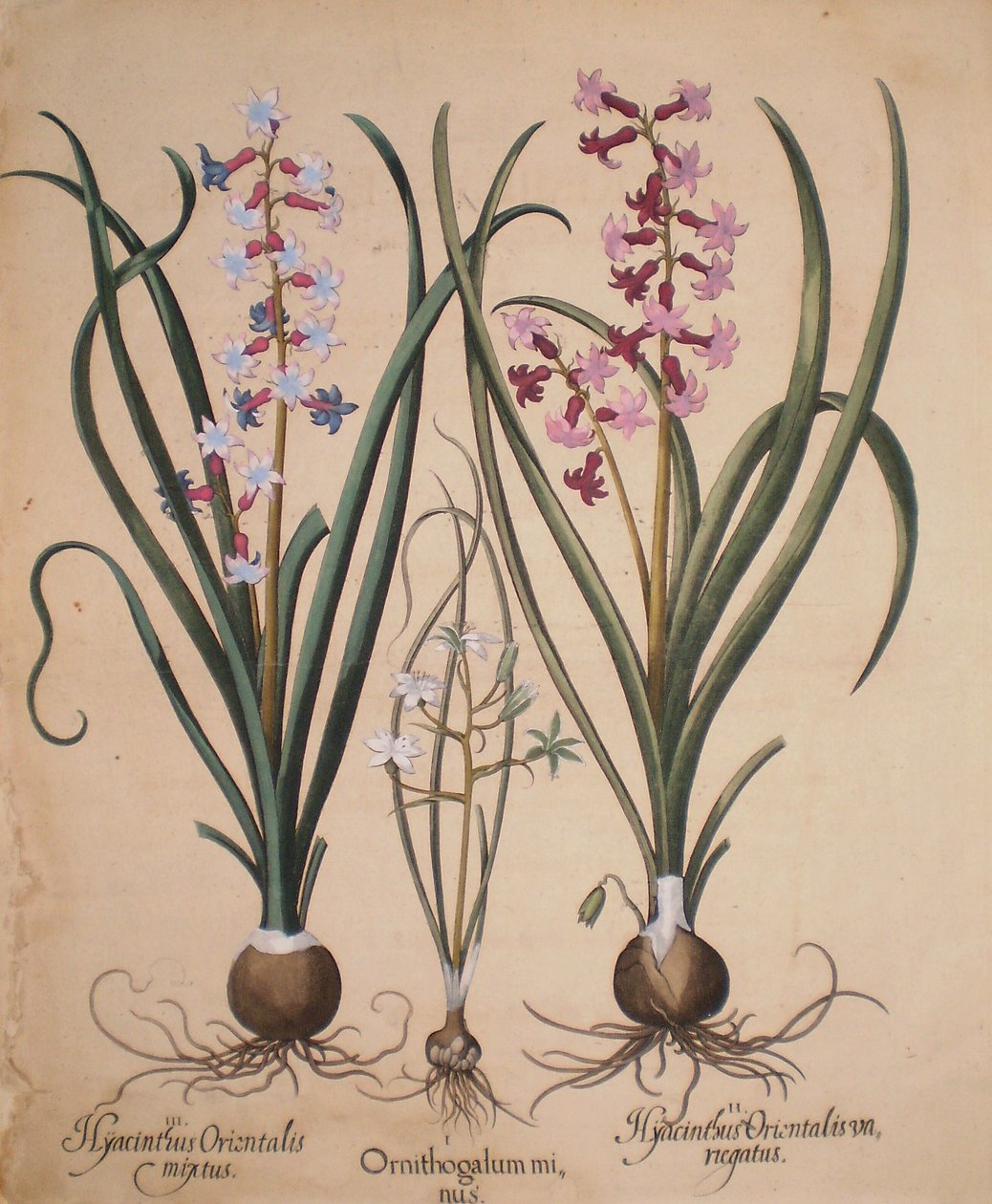 Hyacinthus orientalis mixtus-Ornithogalum minus-Hyacinthus orientalis veriegatus door Basilius Besler