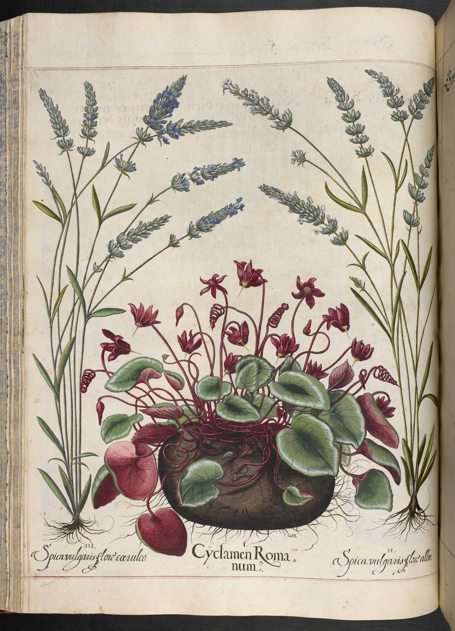 Cyclamen Romanum, uit Hortus Eystettensis, door Basilius Besler door Basilius Besler