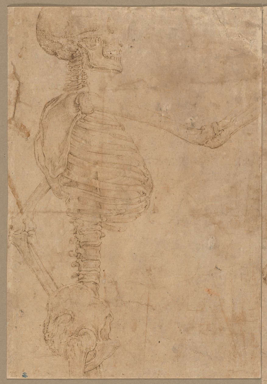 Halflang Skelet in Profiel, vroege jaren 1540 door Battista Franco