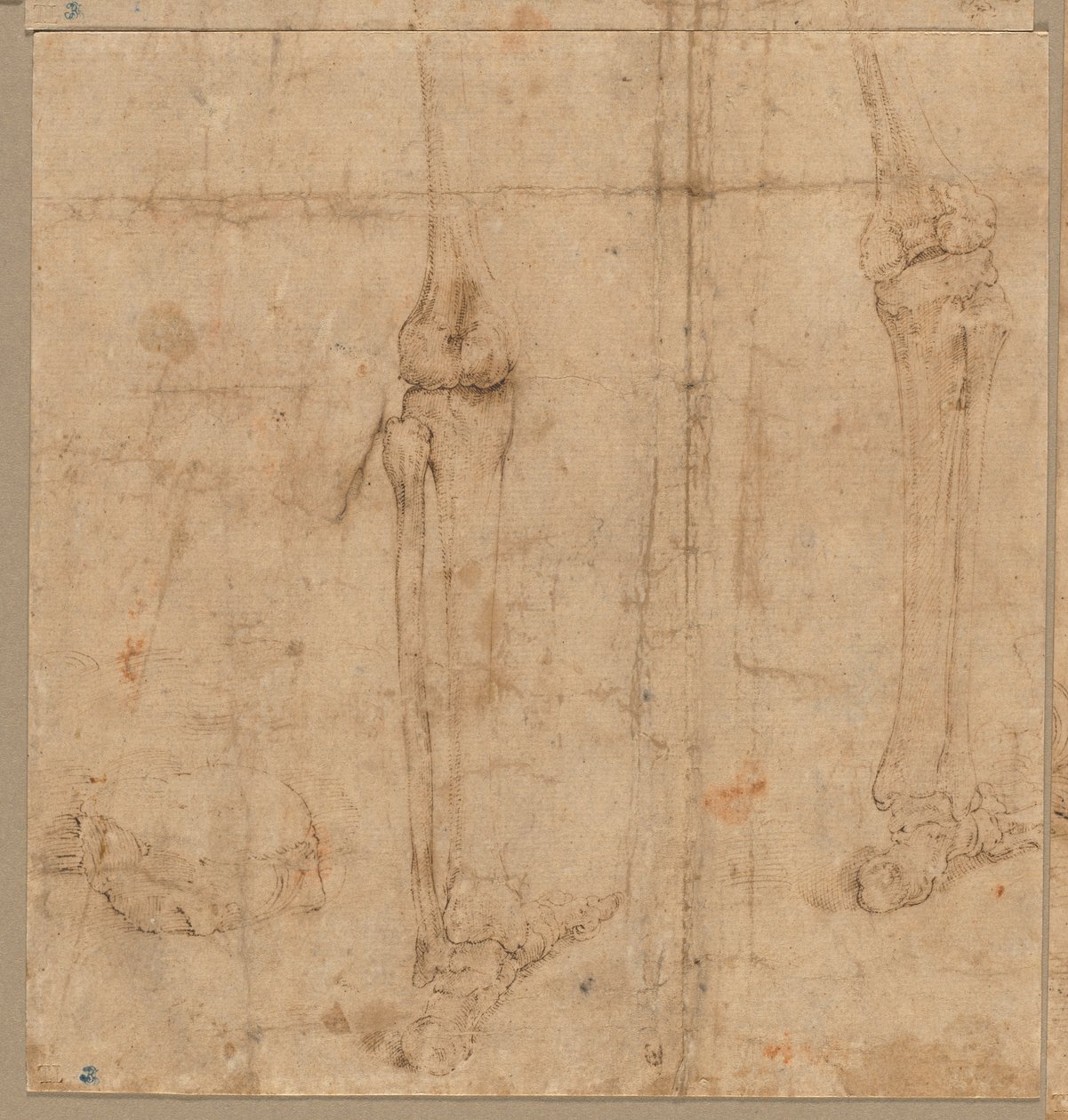Onderste Helft van Skelet van Achteren, vroege 1540s door Battista Franco