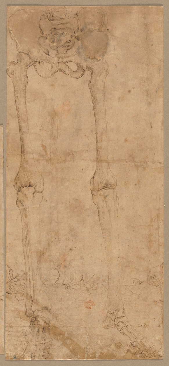 Onderste helft van skelet van voren, vroege 1540s door Battista Franco