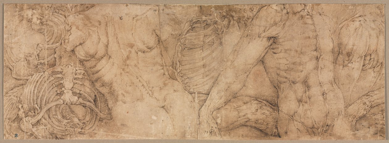 Torsos met Ribbenkasten door Battista Franco