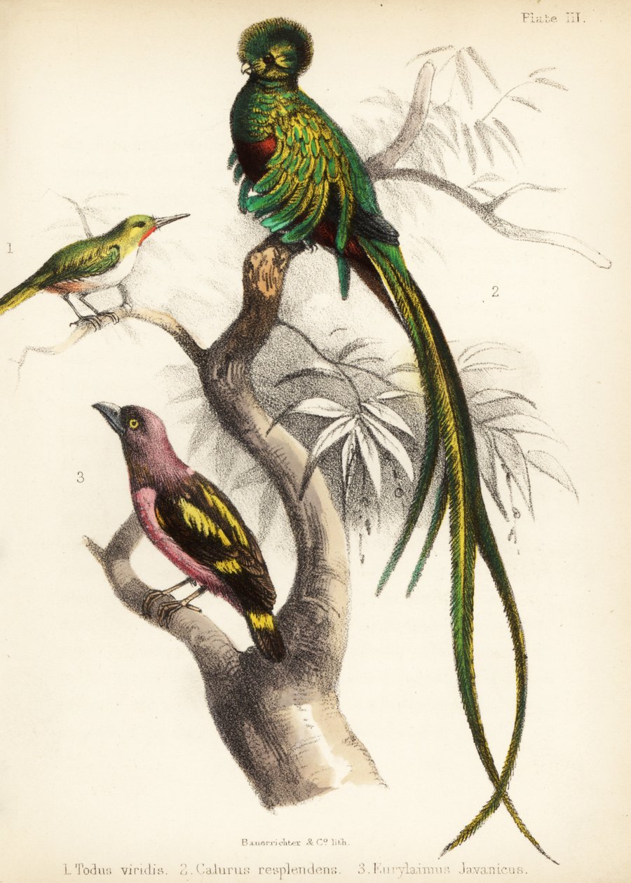 Jamaicaanse tody, schitterende quetzal en gebandeerde breedbek, 1855 door Bauerrichter