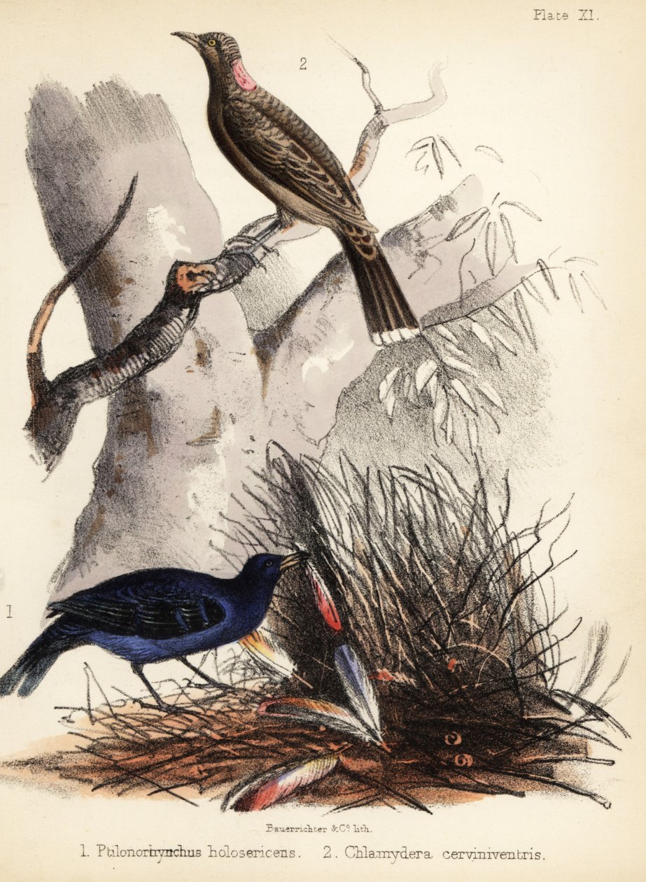 Satijn- en bruinborstvogel door Bauerrichter