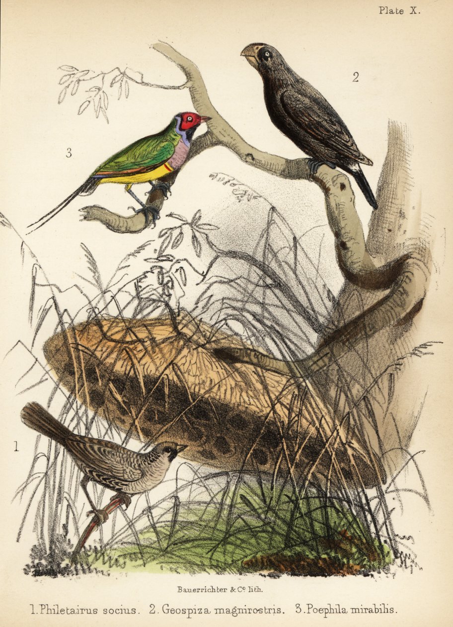 Sociable wever, grote grondvink en Gouldian vink door Bauerrichter