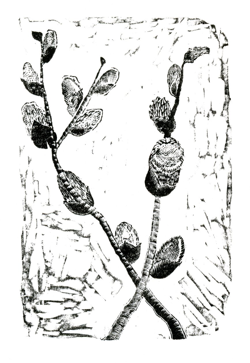 Slapende Pussy Willow, 2014 door Bella Larsson