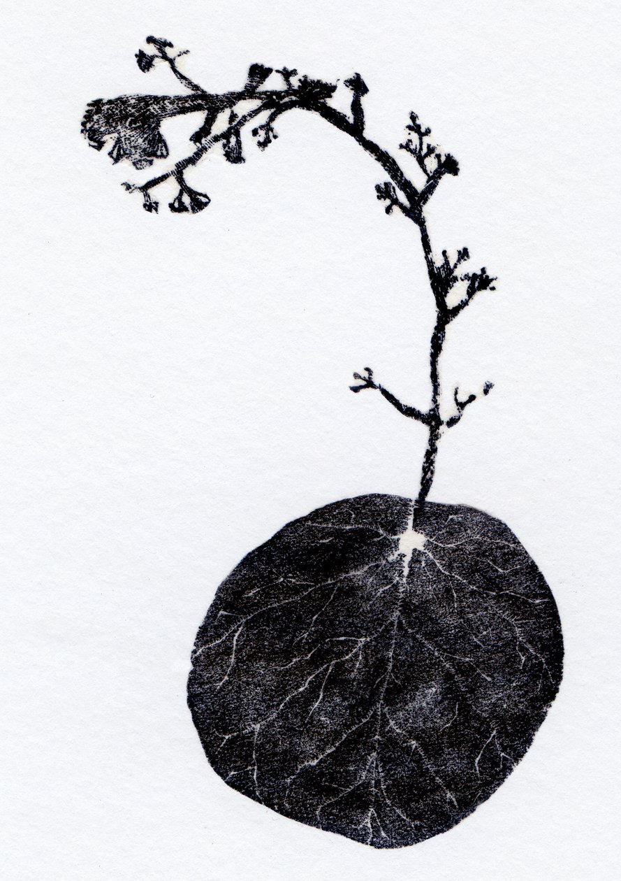 Lichenblad, 2014 door Bella Larsson