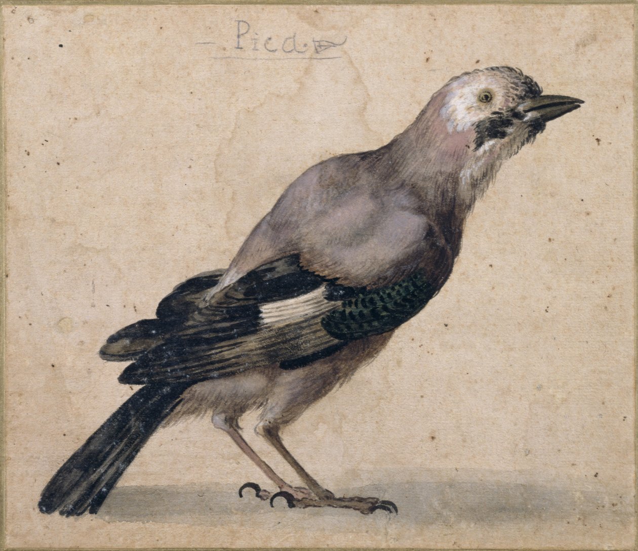 Een gaai door Benedetto Luti