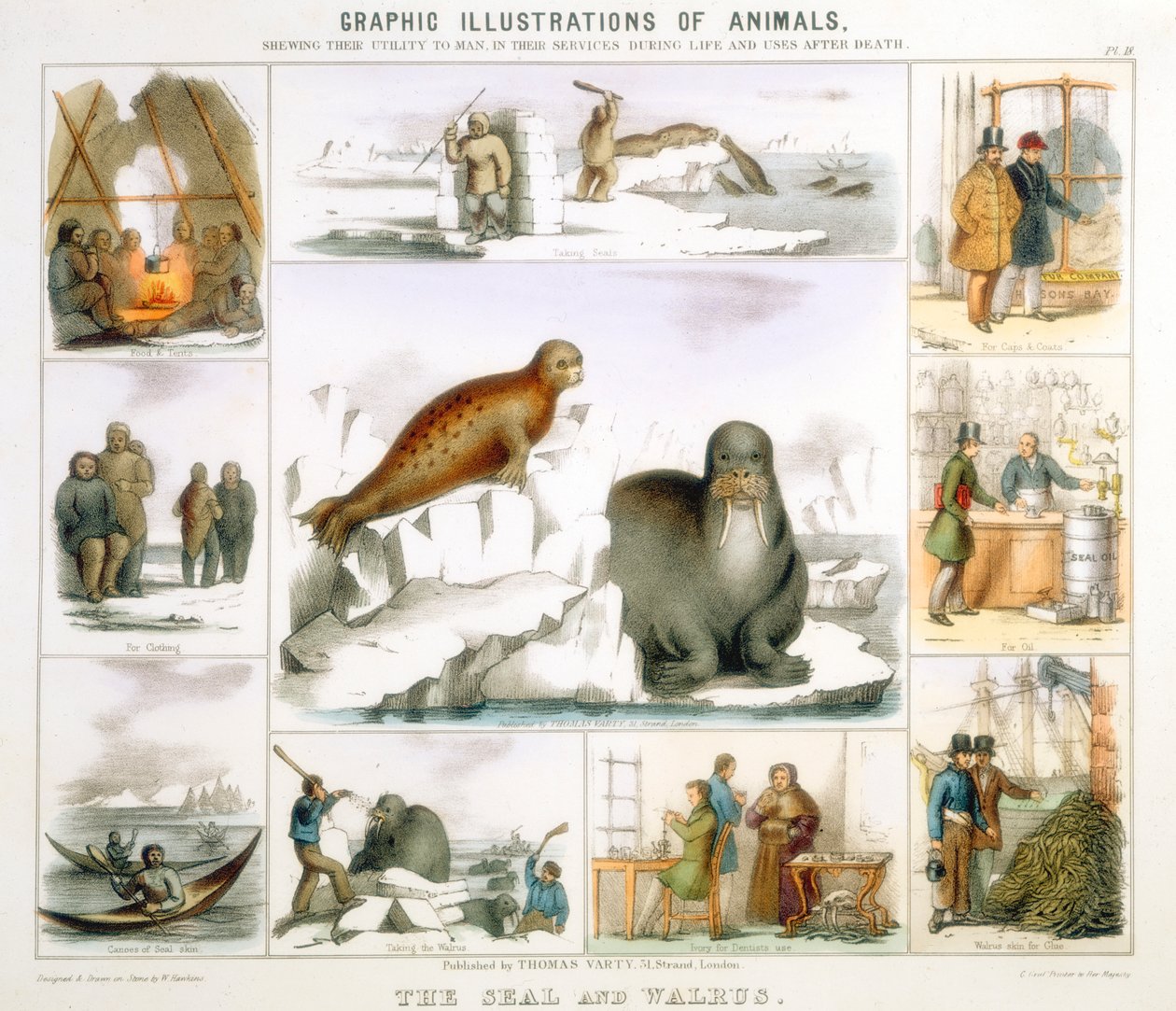 De zeehond en de walrus, ca. 1850 door Benjamin Waterhouse Hawkins
