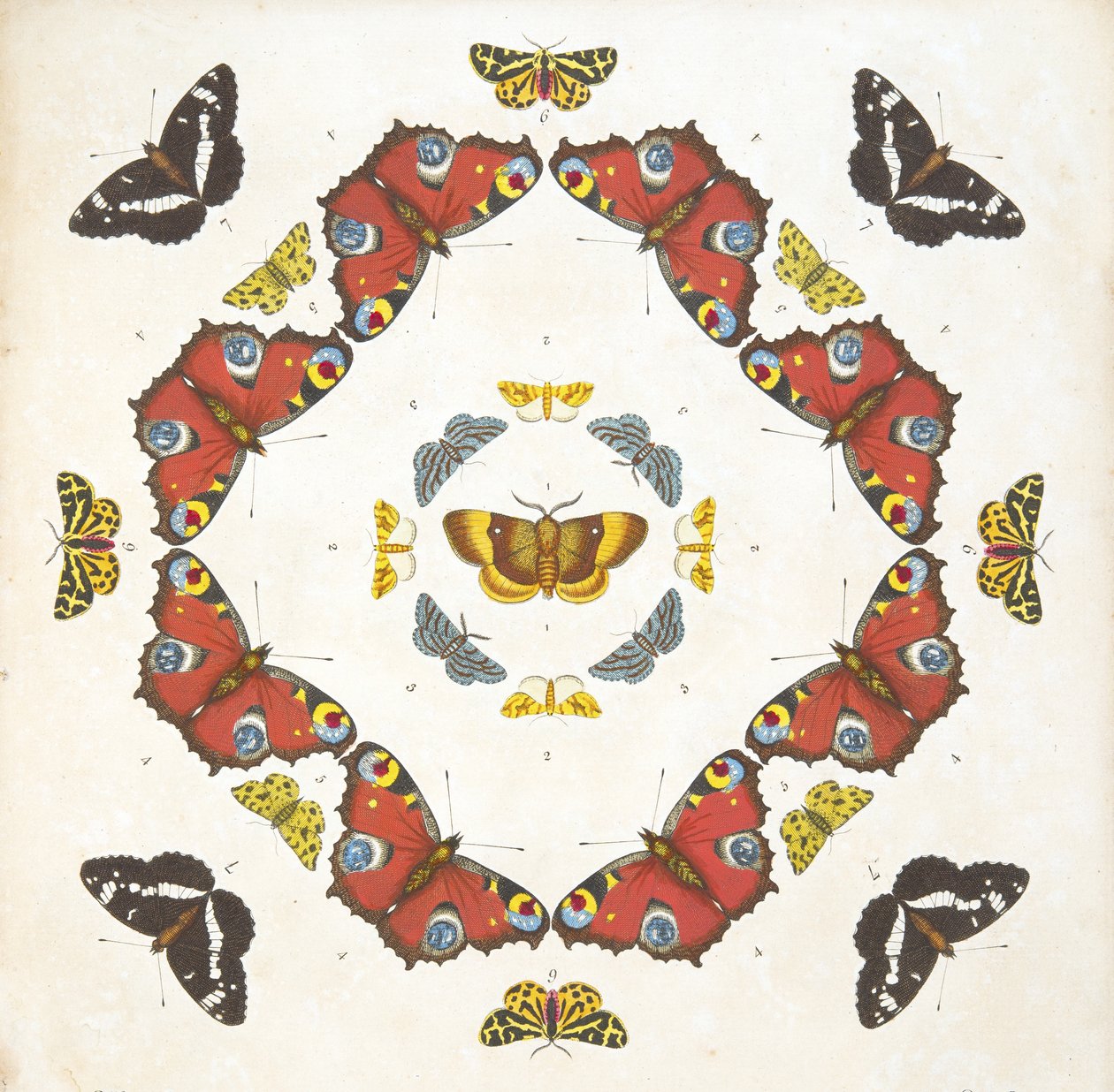 Detail (plaat 1) uit Een Zeldzame Afbeelding van Vlinders en Motten, uitgegeven 1764 door Benjamin Wilkes