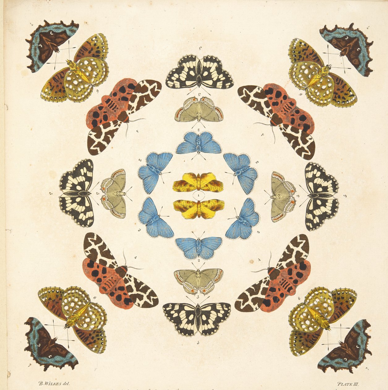 Detail (plaat III) uit Een Zeldzame Afbeelding van Vlinders en Motten, uitgegeven 1764 door Benjamin Wilkes