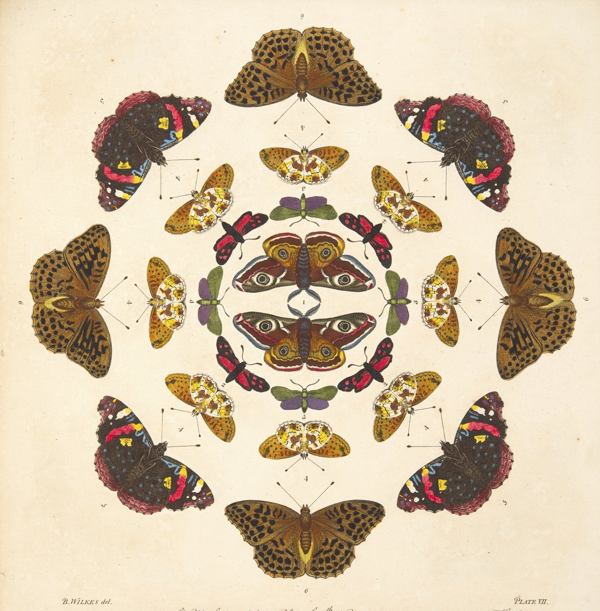 Detail (plaat VII) uit Een Zeldzame Afbeelding van Vlinders en Motten, uitgegeven 1764 door Benjamin Wilkes