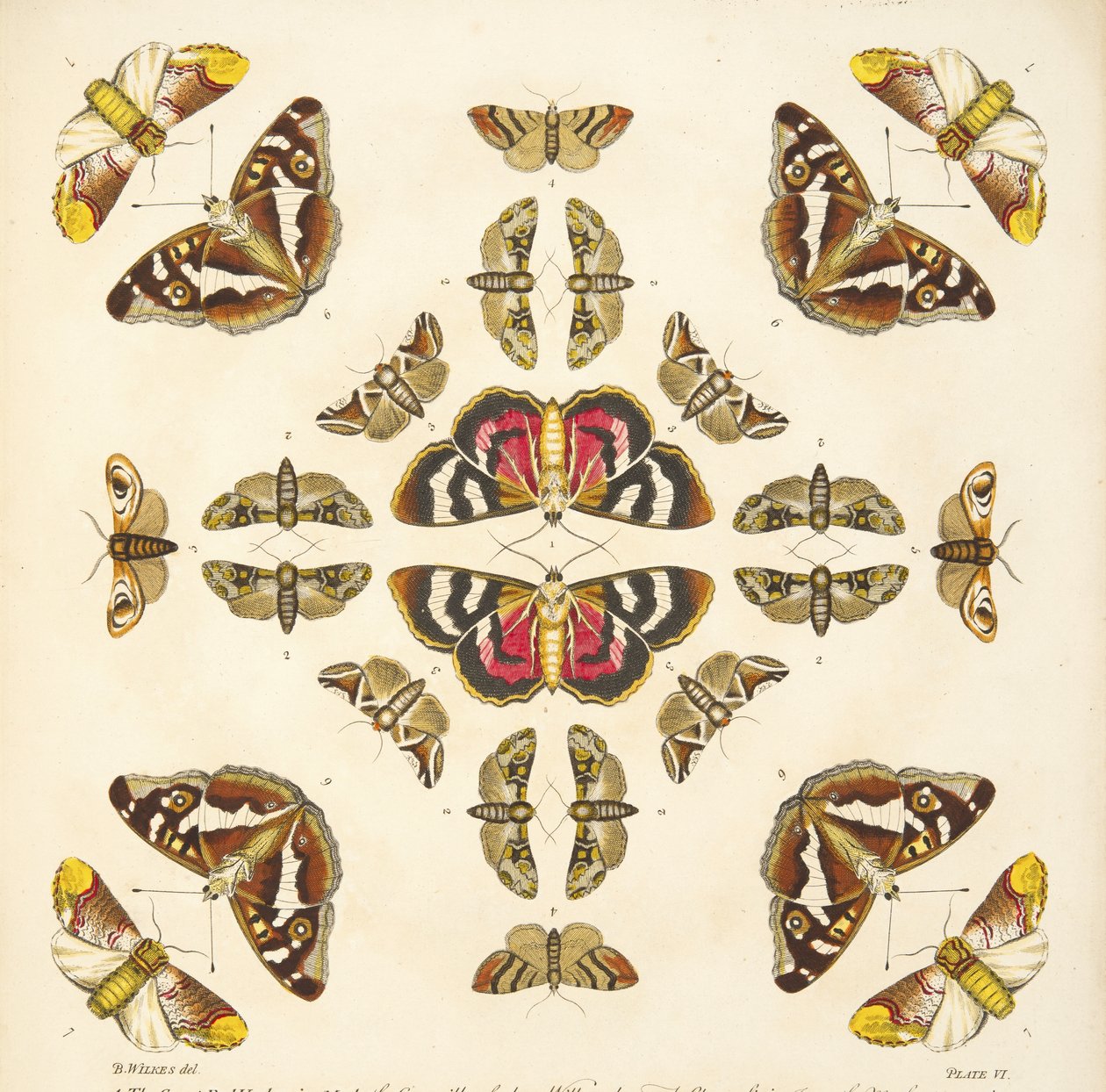 Detail (plaat VI) uit Een Zeldzame Afbeelding van Vlinders en Motten, uitgegeven 1764 door Benjamin Wilkes