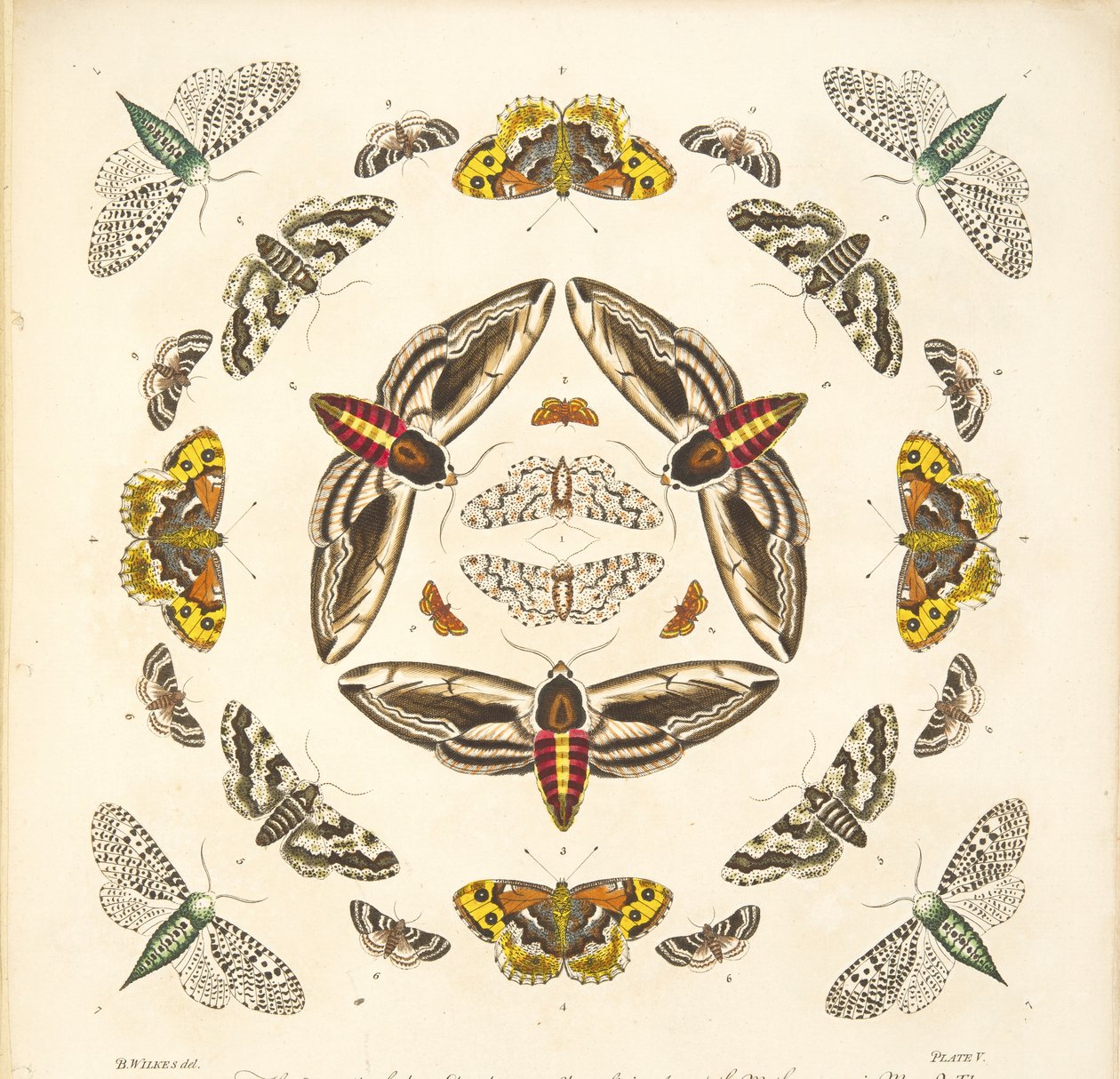 Detail (plaat V) uit Een Zeldzame Afbeelding van Vlinders en Motten, uitgegeven 1764 door Benjamin Wilkes