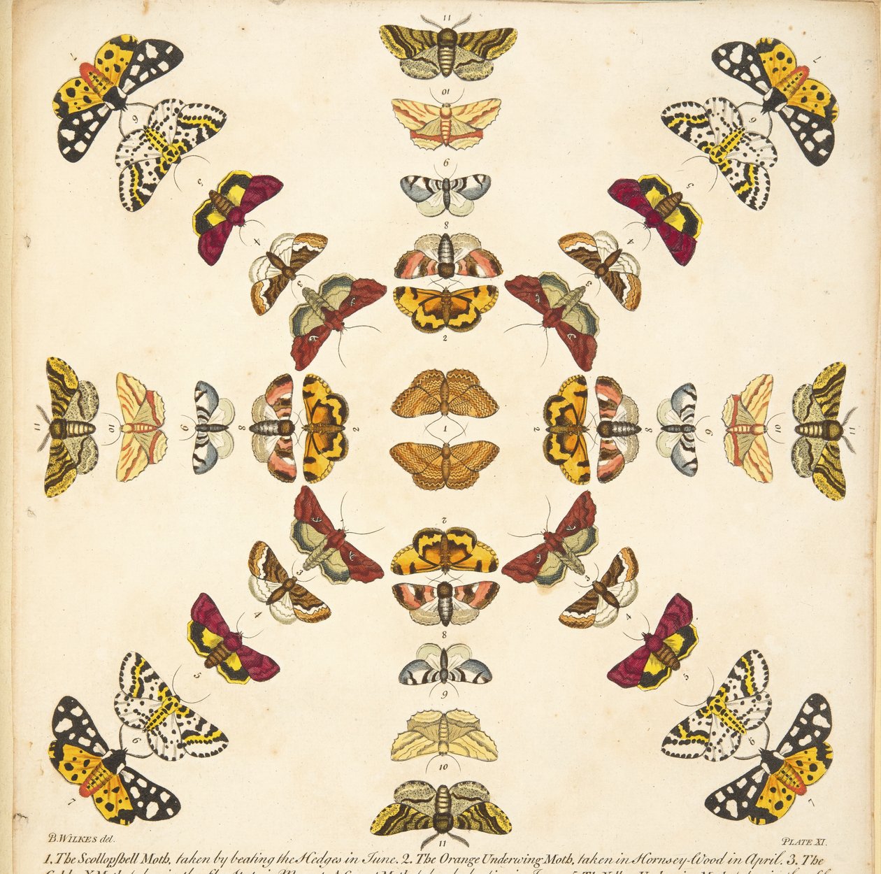 Detail van Plaat XI, uit Een Zeldzame Afbeelding van Vlinders en Motten, uitgegeven 1764 (handgekleurde gravure) door Benjamin Wilkes