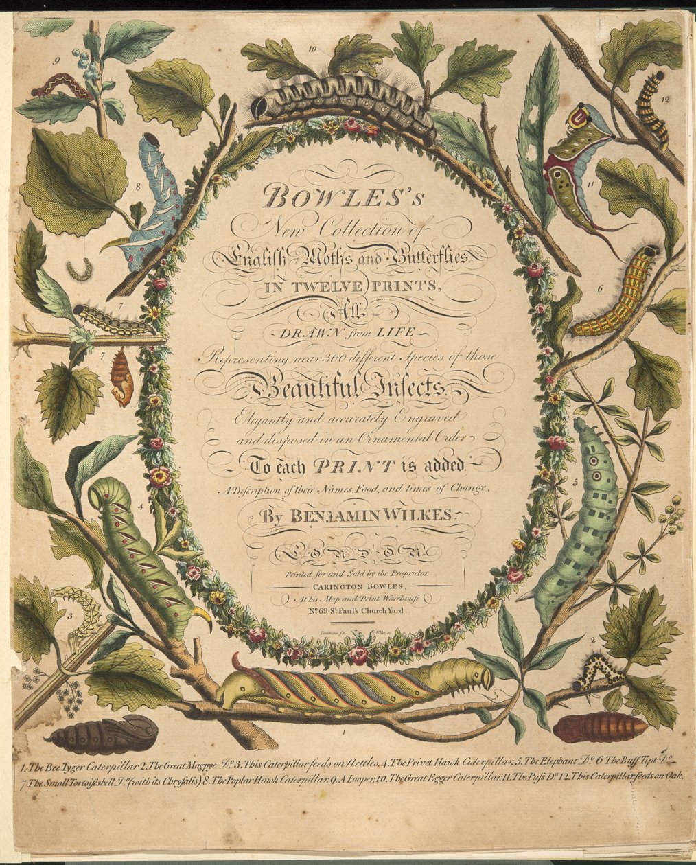 Frontispice uit Een Zeldzame Afbeelding van Vlinders en Motten, uitgegeven 1764 door Benjamin Wilkes