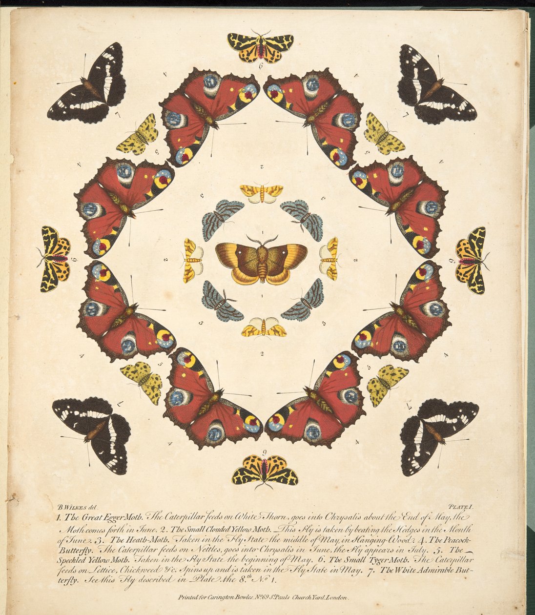 Plaat 1 uit Een Zeldzame Afbeelding van Vlinders en Motten, uitgegeven 1764 door Benjamin Wilkes