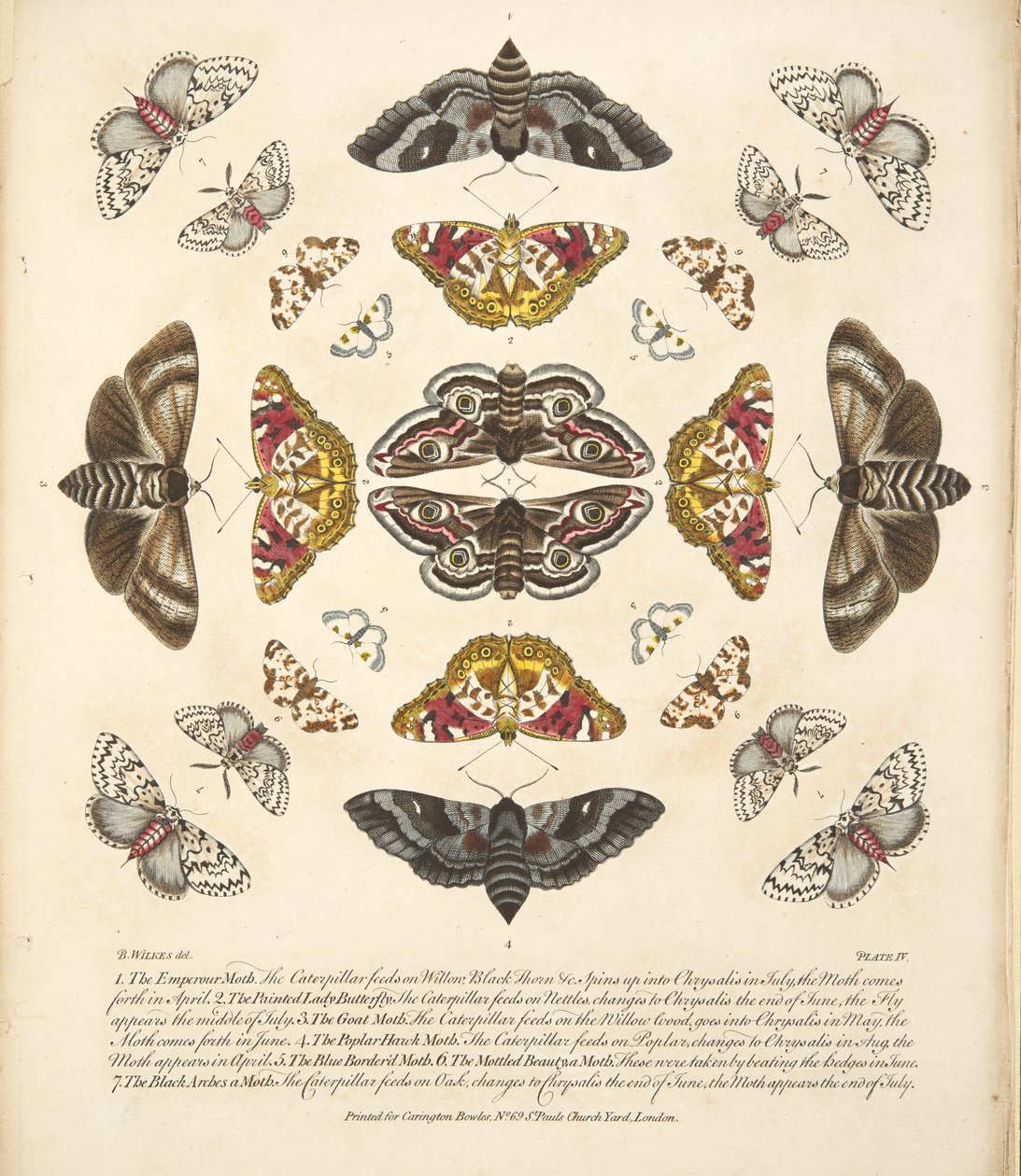 Plaat IV uit Een Zeldzame Afbeelding van Vlinders en Motten, uitgegeven 1764 door Benjamin Wilkes