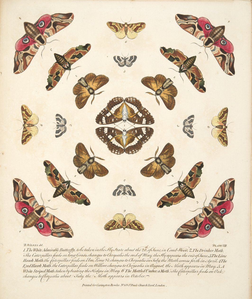 Plaat VIII, uit Een zeldzame afbeelding van vlinders en motten, uitgegeven 1764 (handgekleurde gravure) door Benjamin Wilkes