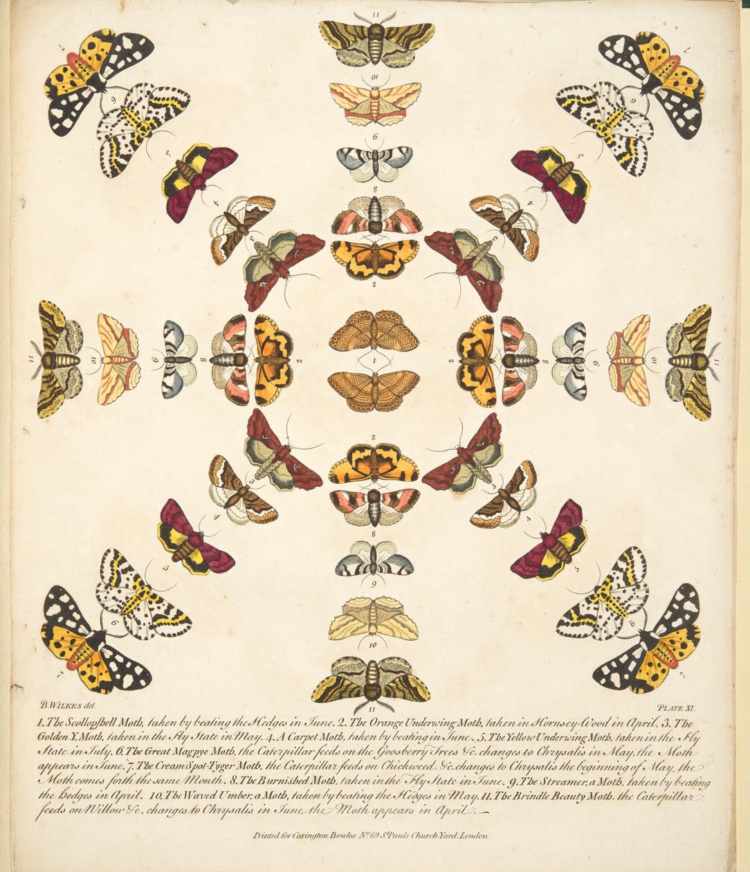 Plaat XI, uit Een zeldzame afbeelding van vlinders en motten, uitgegeven 1764 (handgekleurde gravure) door Benjamin Wilkes
