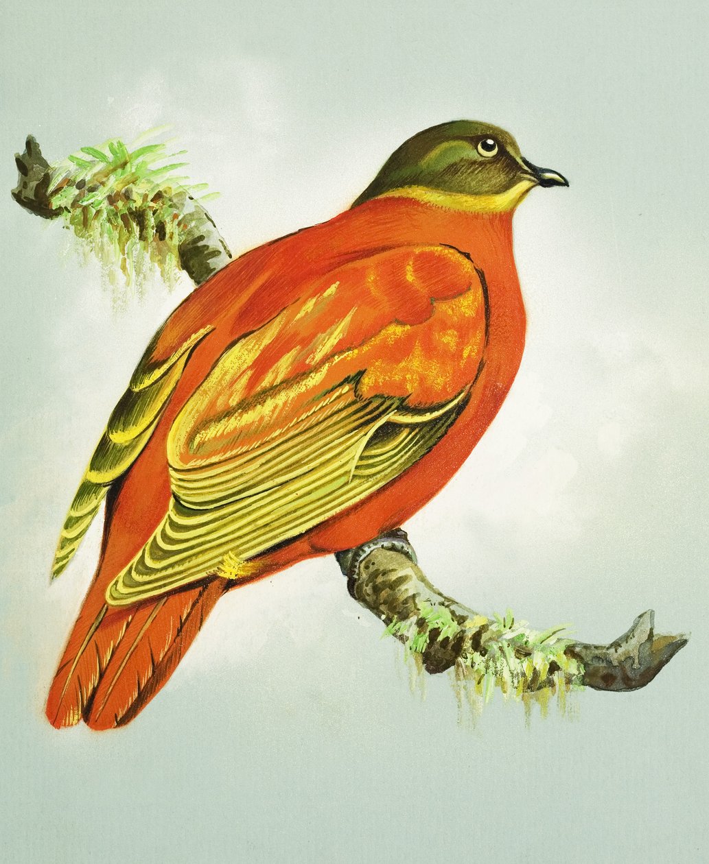 Oranje duif (gouache op papier) door Bert Illoss