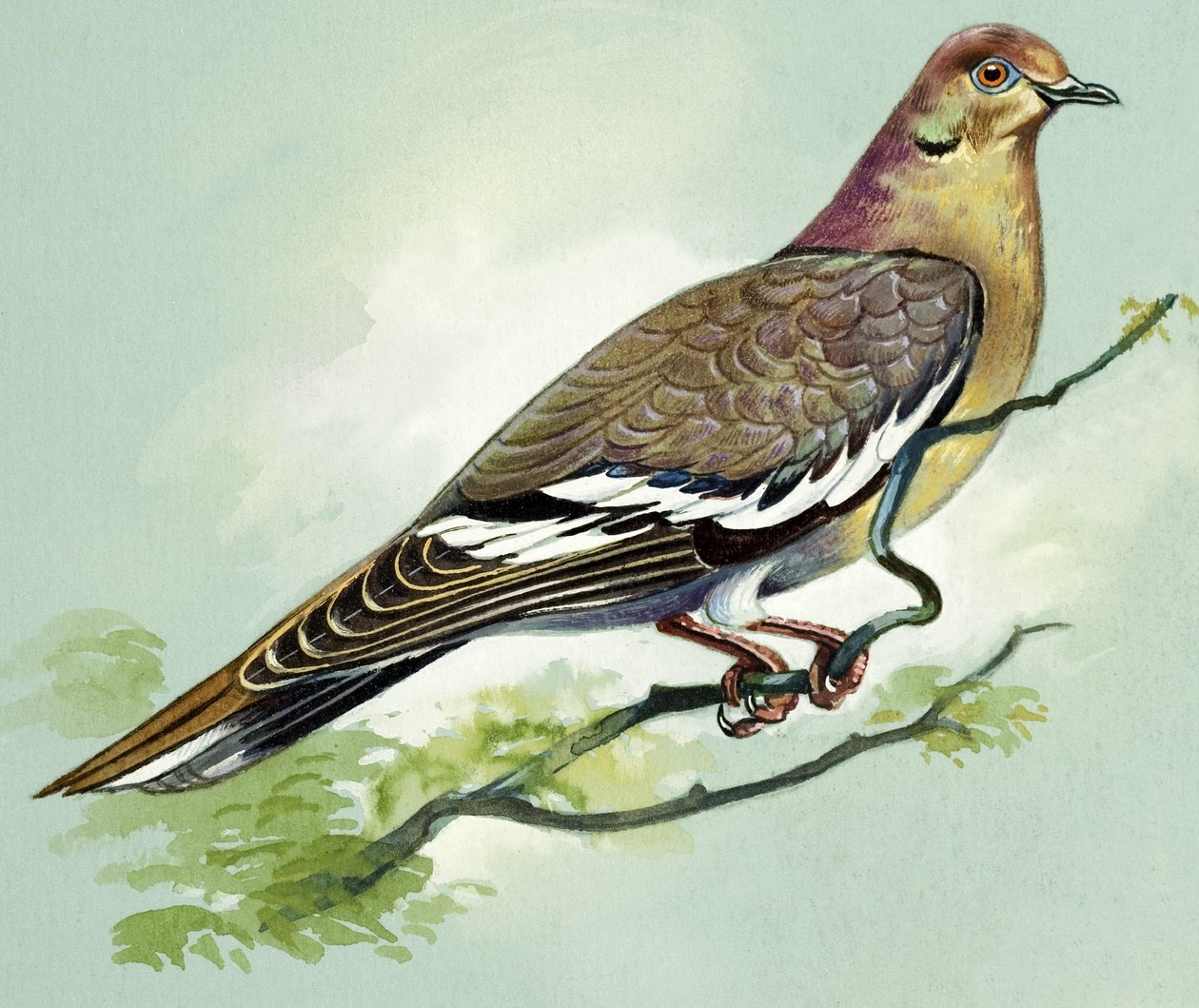 Witgevleugelde duif (gouache op papier) door Bert Illoss