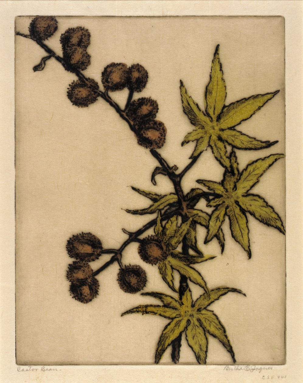 Castorboon door Bertha E. Jaques