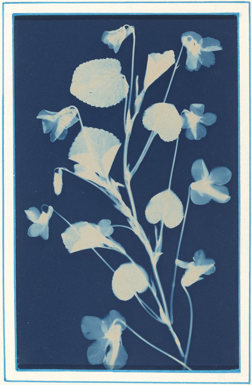 Zonder titel, ca. 1900 door Bertha Evelyn Jacques