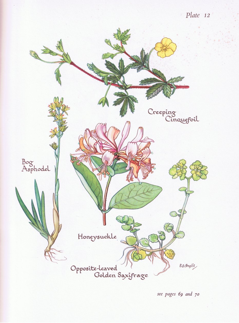 Kruipende Ganzerik, Moerasorchis, Kamperfoelie, Goudveil door Bessie D. Inglis