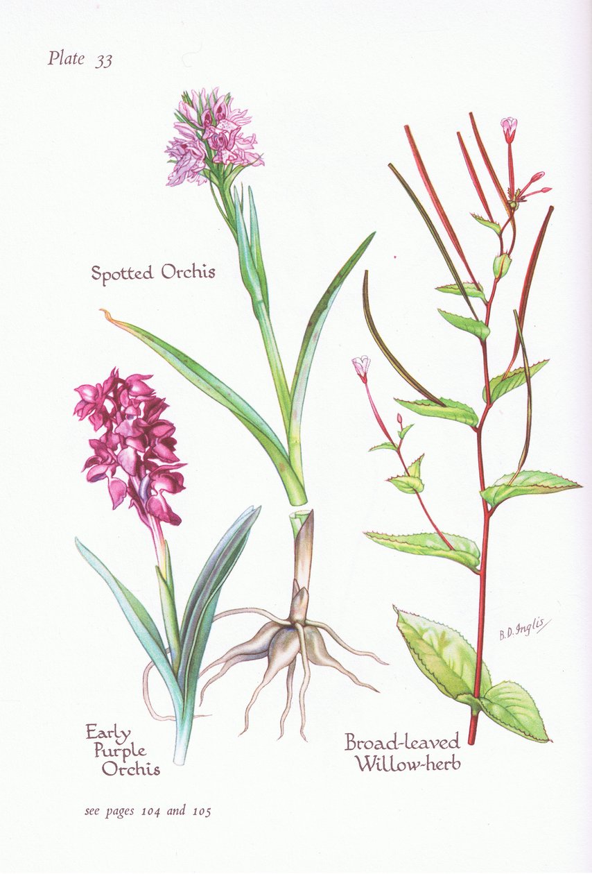 Vroege purperorchis, gevlekte orchis, breedbladige wilgenroosje door Bessie D. Inglis